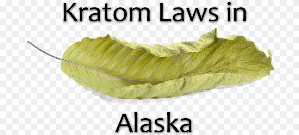 Kratom Laws In Alaska Sadness, Leaf, Plant, Food, Lettuce Free Png Download