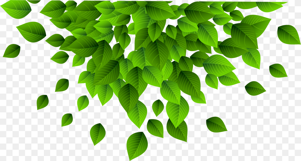 Krautner Health U0026 Wellness Tree, Green, Leaf, Plant, Vegetation Free Transparent Png