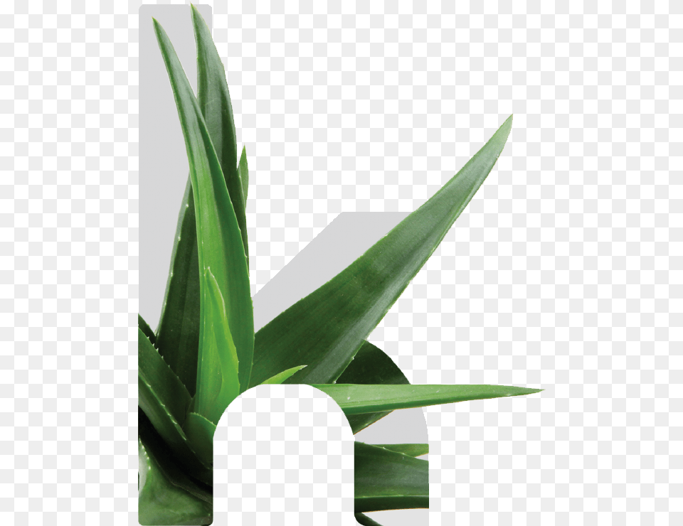 Kretaloe Grass Houseplant, Plant, Aloe Free Transparent Png