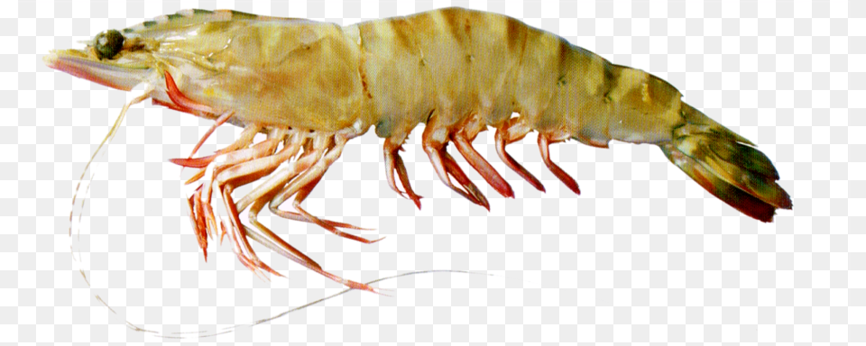 Krill, Animal, Food, Invertebrate, Sea Life Png Image