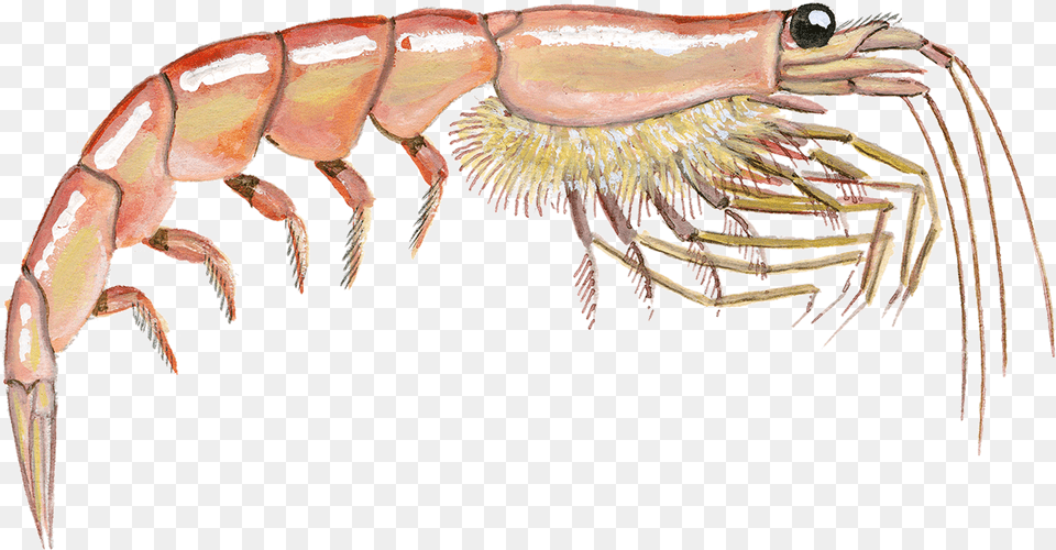 Krill Illustration, Animal, Food, Invertebrate, Sea Life Free Png Download