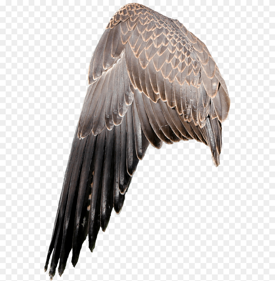 Krilya Ptici, Animal, Bird, Vulture, Eagle Png