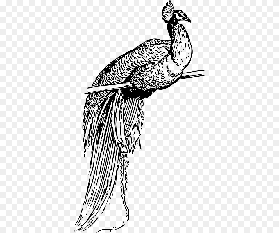 Krishna Bansuri Peacock Clip Art, Gray Free Png