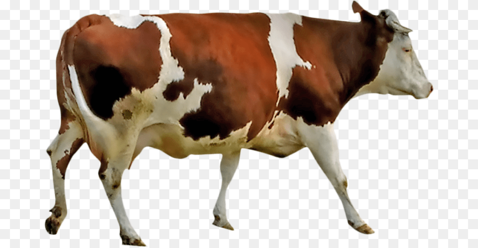 Krishna Mukut, Animal, Cattle, Cow, Dairy Cow Free Transparent Png