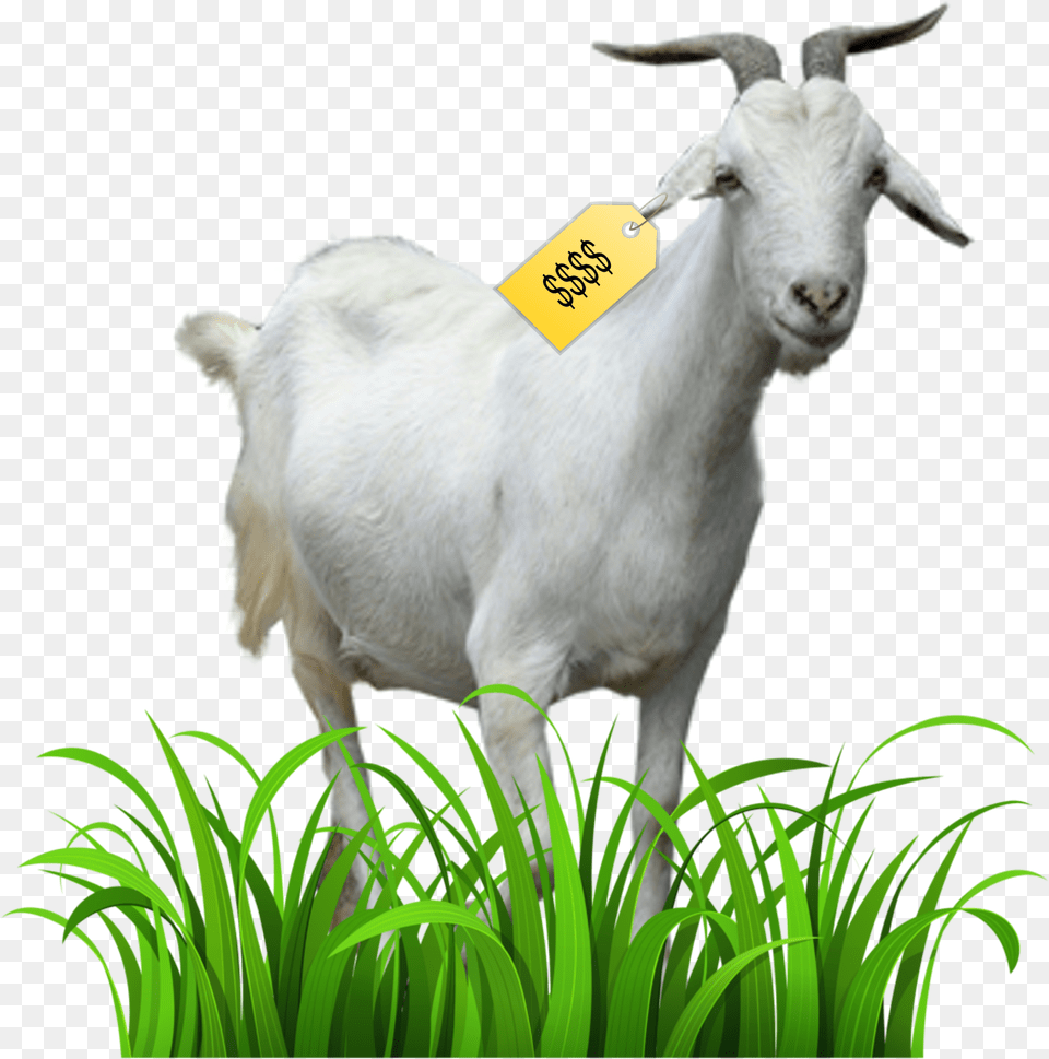 Kristaps Porzingis Goat, Livestock, Animal, Mammal, Sheep Png