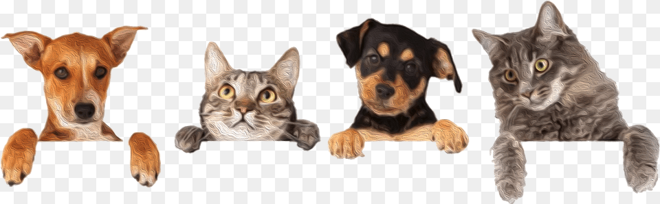 Kritter Kommunity Dog And Cat Group, Animal, Canine, Mammal, Pet Png