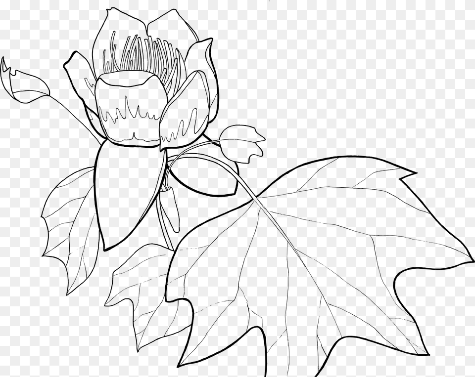 Ks Ccx Tulip Picture Line Drawing Of Tulip Poplar, Gray Free Transparent Png