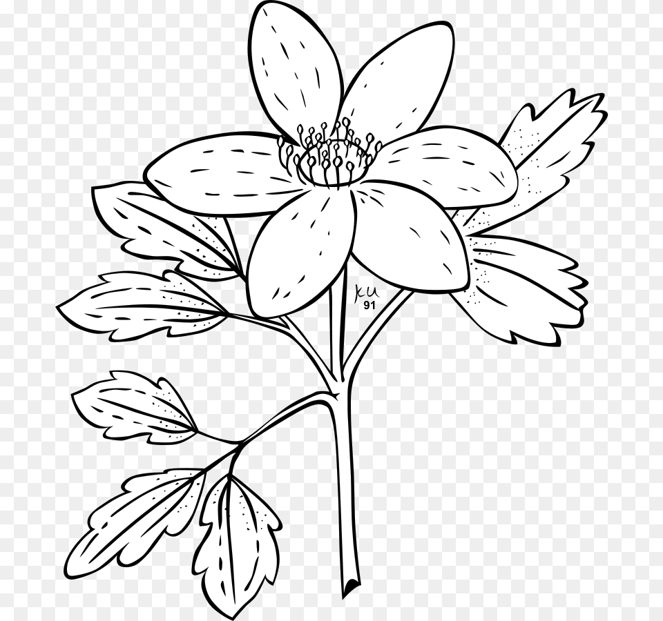 Ku Anemone Piperi Clip Arts For Web Clip Arts Free Jasmine Flower Clipart Black And White, Art, Drawing, Stencil, Plant Png Image