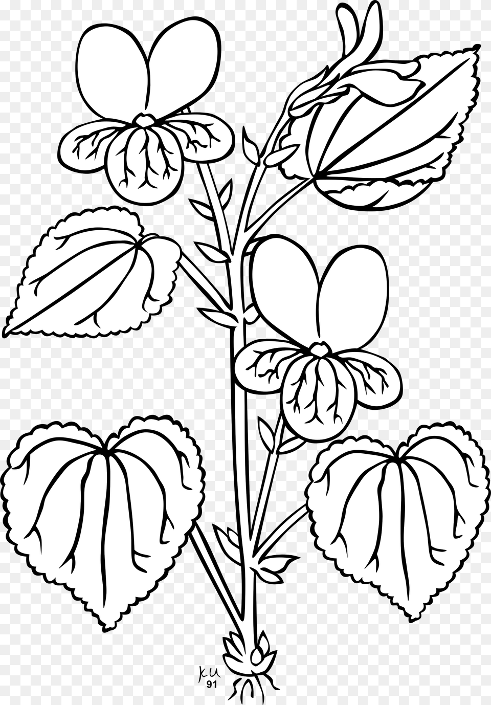 Ku Viola Glabella Clip Arts Parts Of The Plant Outline, Stencil, Leaf, Art, Drawing Png Image