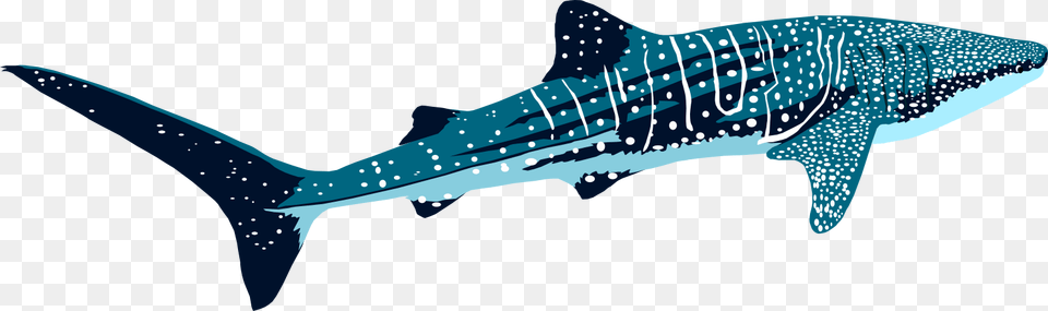 Kudarah Thila Transparent Whale Shark, Animal, Sea Life, Fish Png