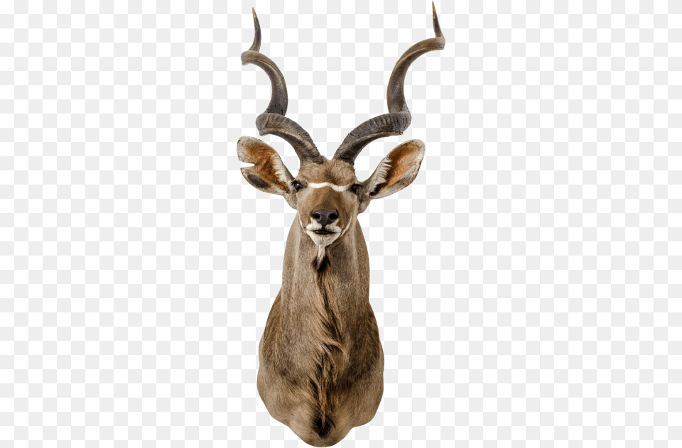 Kudu, Animal, Antelope, Impala, Mammal Png Image