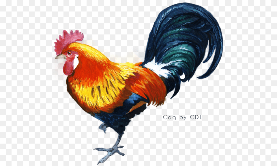 Kukkuta Sastra Chicken Star Vector Rooster Cock, Animal, Bird, Fowl, Poultry Free Png Download