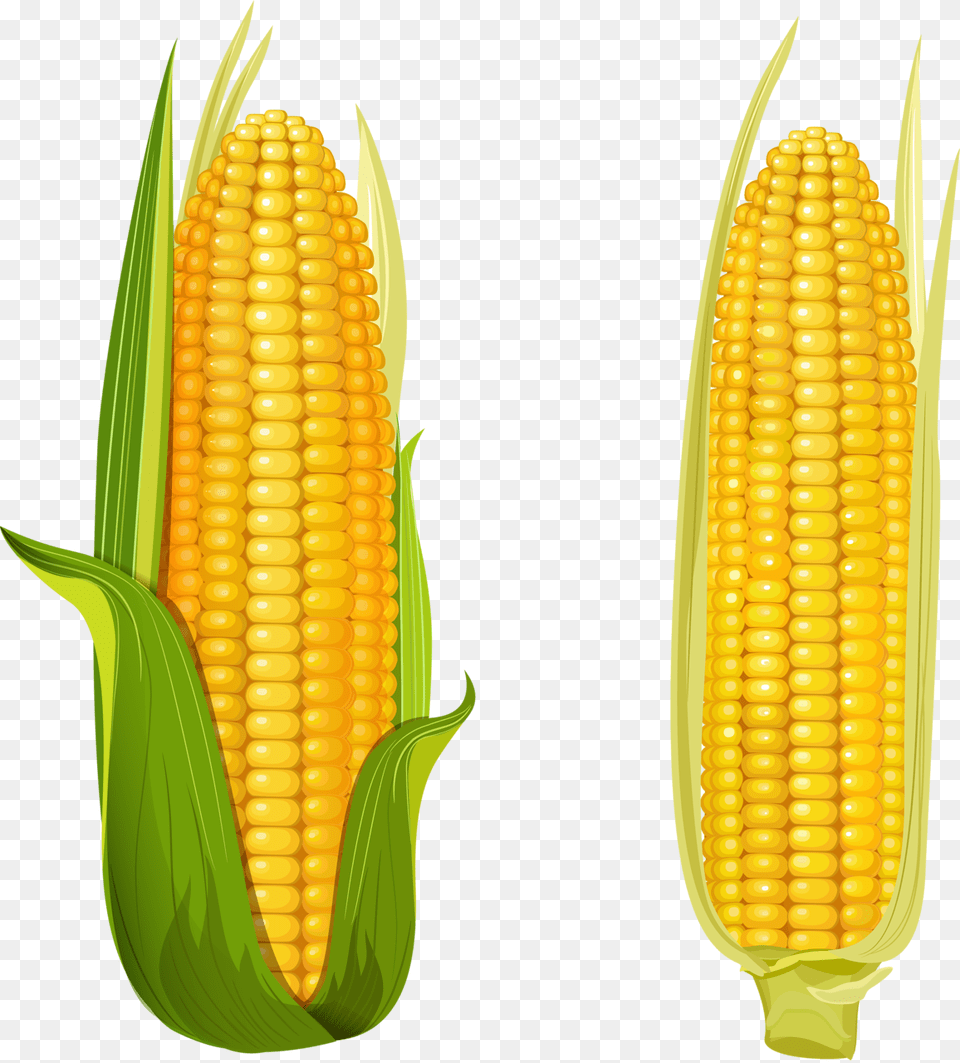 Kukuruza, Corn, Food, Grain, Plant Png Image