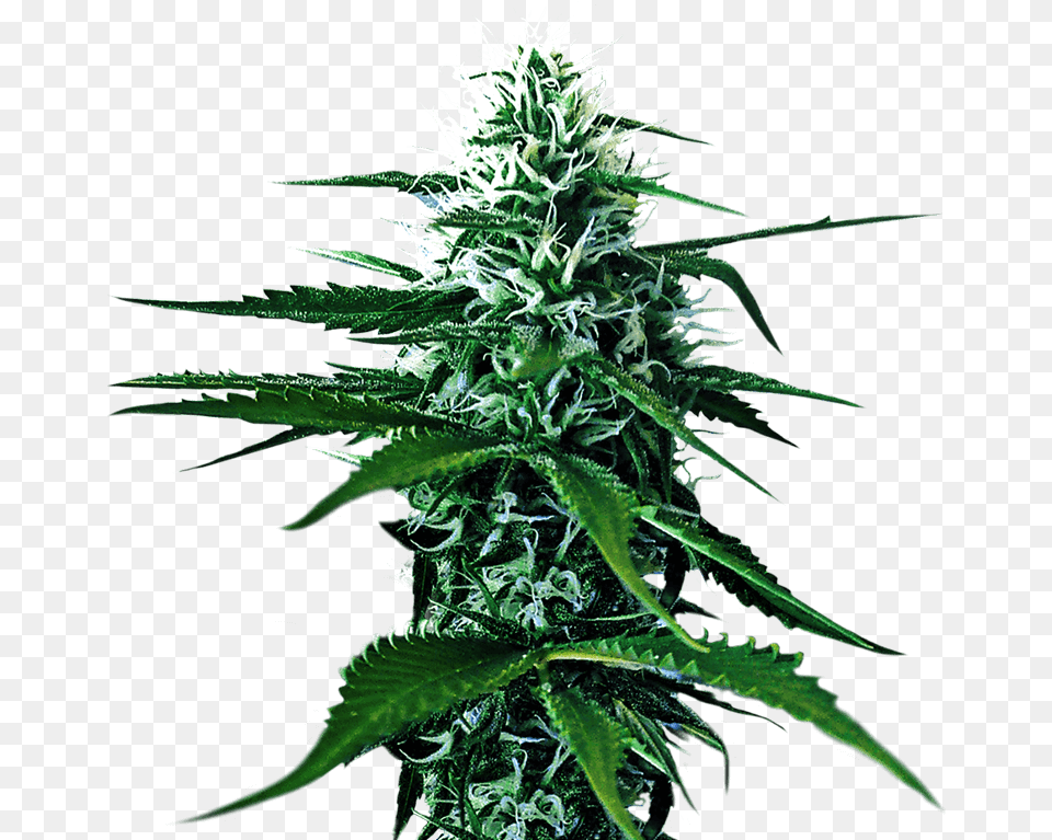 Kultur Kanna Cannabis Cultivation Farming And Growing Transparent Background Weed, Plant, Hemp, Leaf, Flower Png Image