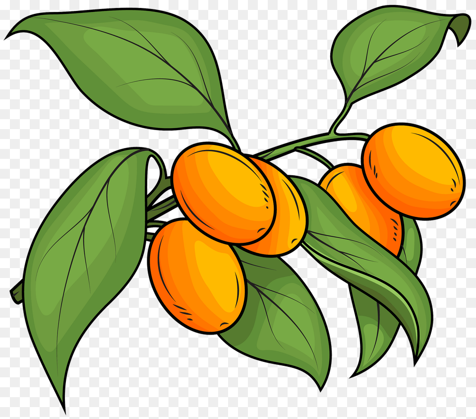 Kumquat Clipart, Food, Fruit, Plant, Produce Free Transparent Png