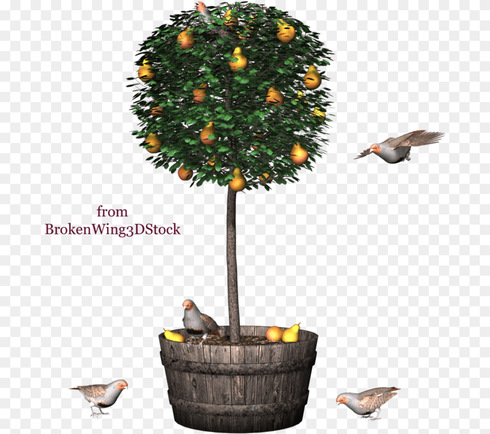 Kumquat Tree, Plant, Animal, Bird, Finch Png