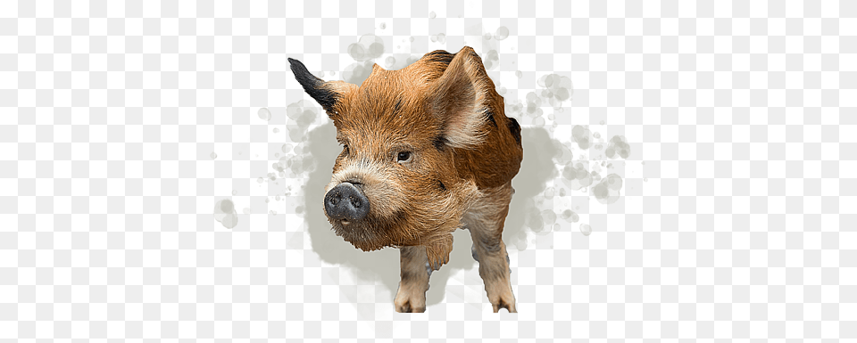 Kunekune Pig Domestic Pig, Animal, Boar, Hog, Mammal Png Image