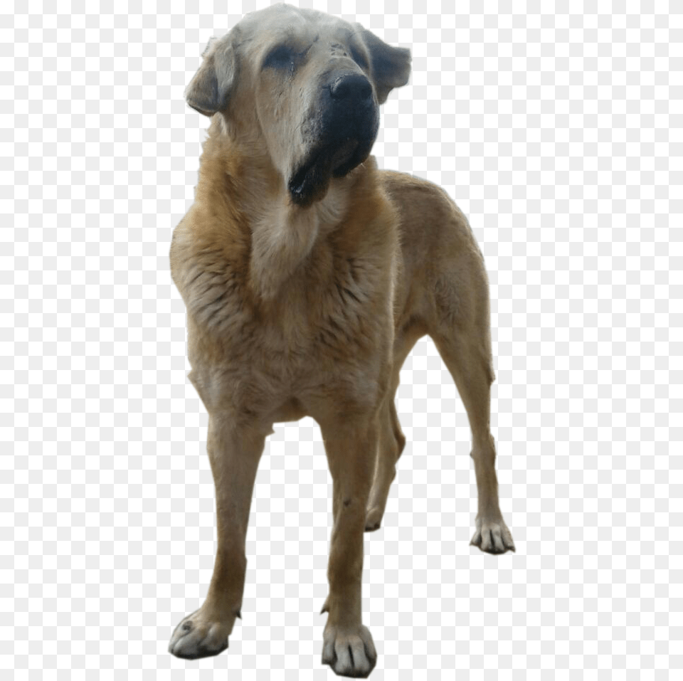 Kurd Mastiff Greyhound, Animal, Canine, Dog, Mammal Free Transparent Png