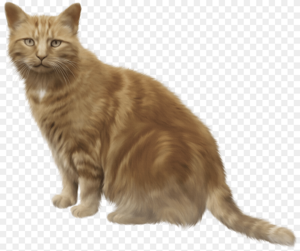 Kurilian Bobtail Kitten Black Orange Tabby Cat Free Png Download