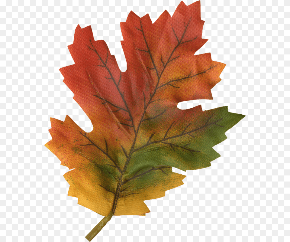 Kuru Yaprak, Leaf, Plant, Tree, Maple Leaf Free Png Download