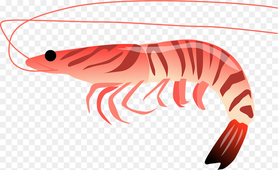 Kuruma Shrimp Clipart, Animal, Food, Invertebrate, Sea Life Png