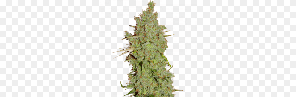 Kush, Grass, Plant, Weed Png Image