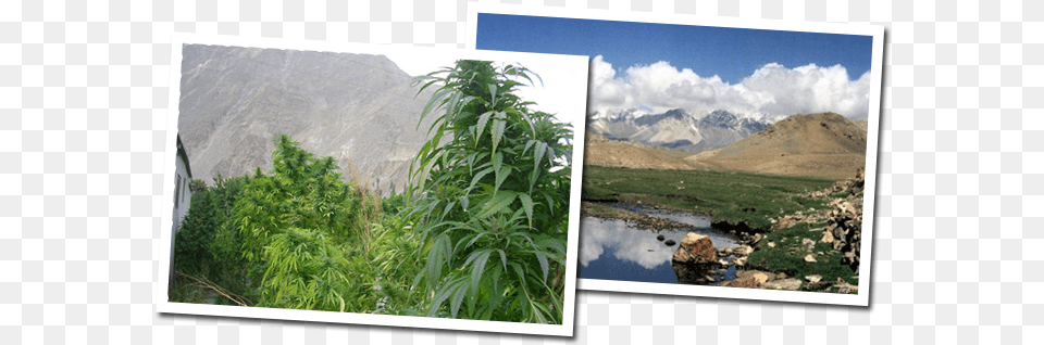 Kush Landscapes Polaroids Wild Weed Vs Homegrown, Wilderness, Vegetation, Scenery, Plant Free Png