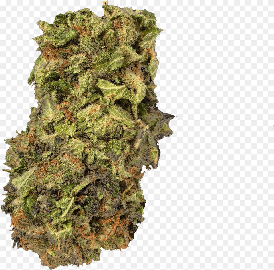 Kush Medical Cannabis Cannabis Sativa Project Mkultra Kush, Plant, Weed Free Png