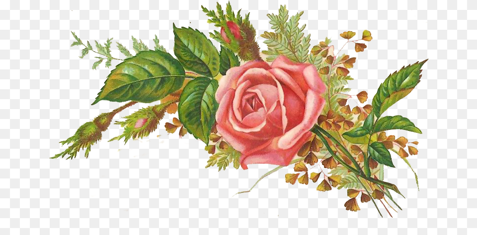 Kwiaty Obrazek Bez Ta, Rose, Art, Plant, Flower Free Png