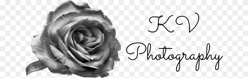 Kyani Vullings Kv Photography Logo, Flower, Plant, Rose, Petal Png Image