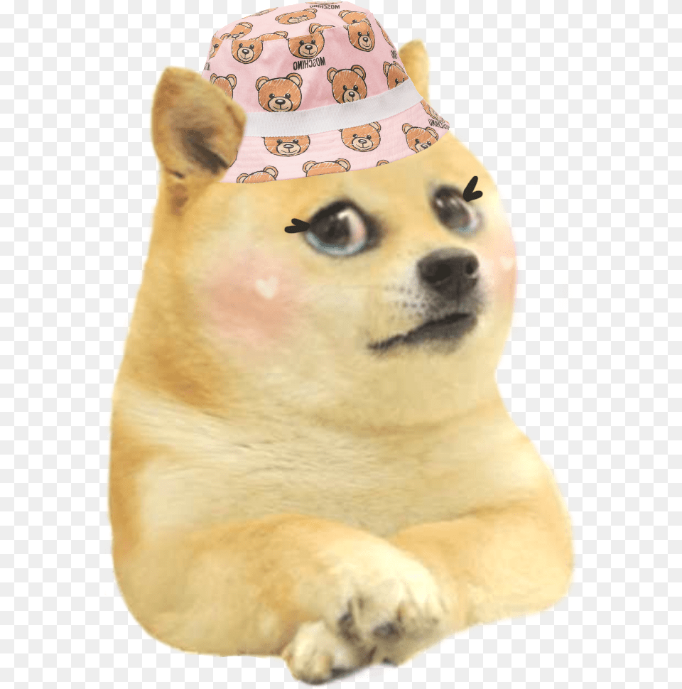 Kyle Doge, Clothing, Hat, Animal, Canine Free Transparent Png