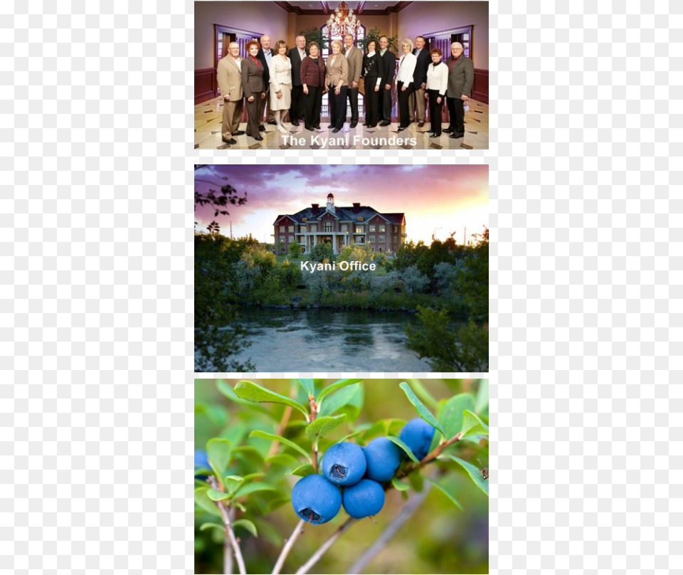 Kyni Began With Three Founding Families Who Achieved European Blueberry, Food, Produce, Plant, Berry Png Image