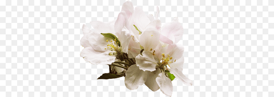Kz Haley Robbins Image Cherry Blossoms In Spring Apple Tree Flower, Plant, Pollen, Anther, Geranium Free Png Download