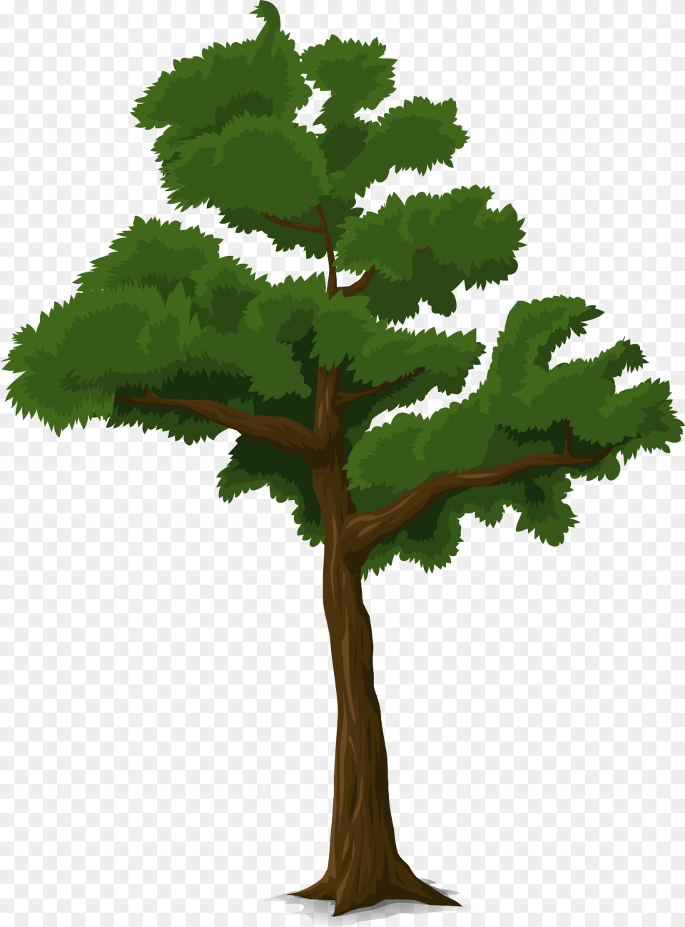 L Branches Of Trees Forest Wallpaper Draw A Tree In Code Org, Oak, Plant, Pine, Sycamore Free Png Download