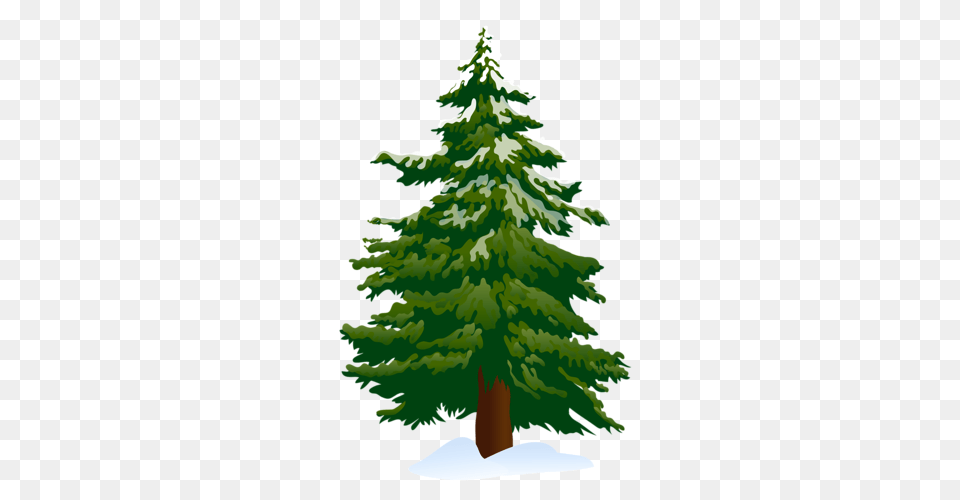 L Derevo, Fir, Pine, Plant, Tree Png Image