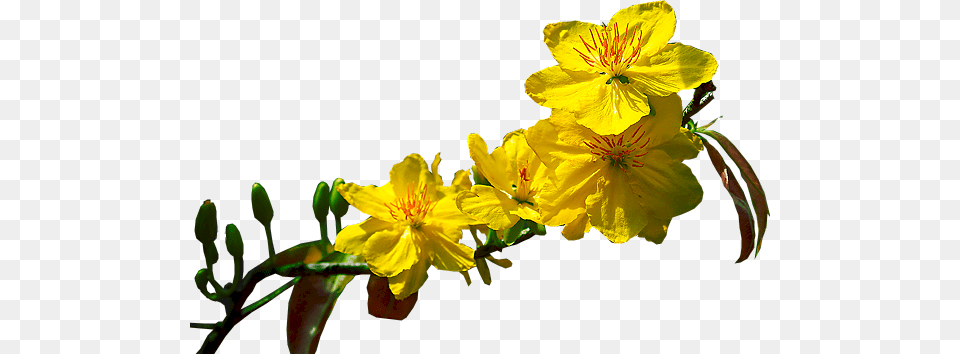 L Mng Nm Mi Hoa Mai File Psd, Flower, Geranium, Plant, Pollen Png Image