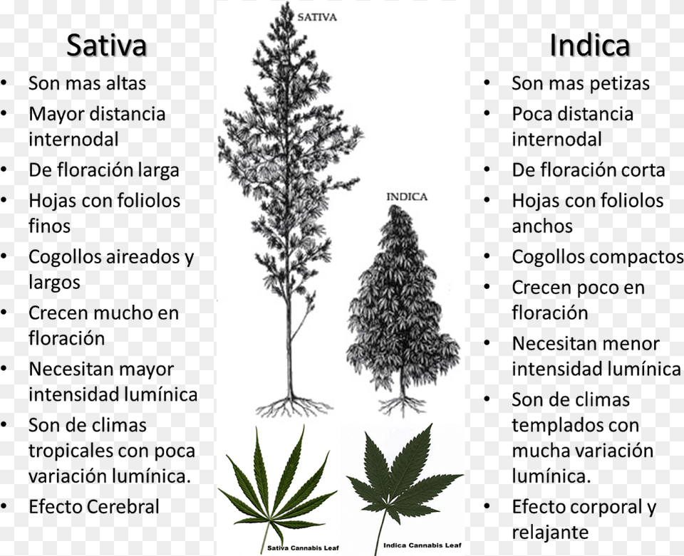 La De Plantas Hemp Bud Vs Weed Bud, Plant, Tree, Pine, Fir Free Transparent Png
