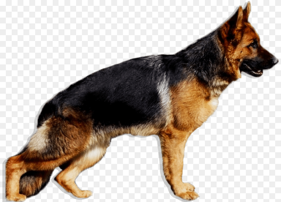 La Imagen No Esta Disponible Perro Pastor Aleman, Animal, Canine, Dog, German Shepherd Free Png Download