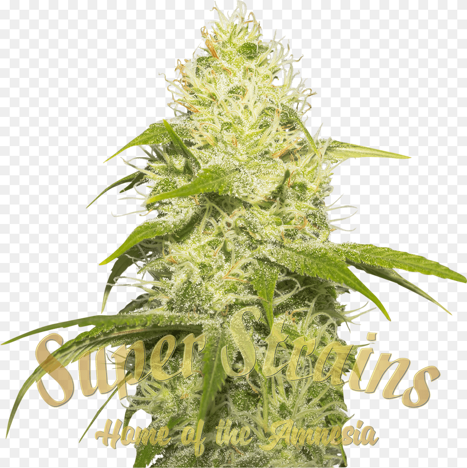 La Jefa Feminised Seedstitle La Jefa Feminised Seeds Seedsman Seeds, Plant, Hemp, Grass, Leaf Free Transparent Png