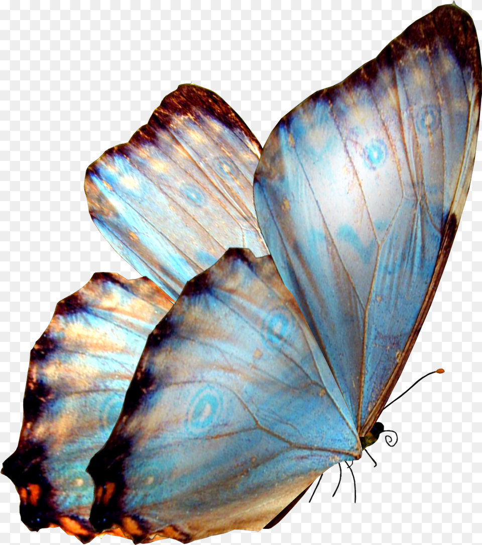 La Lengua De Las Mariposas Butterflies, Animal, Butterfly, Insect, Invertebrate Free Png
