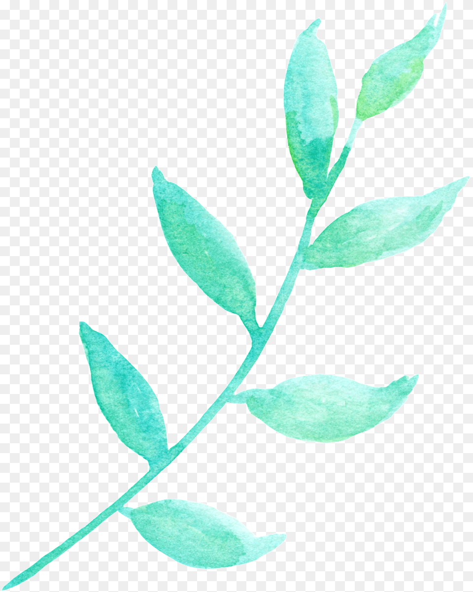 La Luz Del Sol Y La Hoja Verde Cartoon Transparente Flower, Herbal, Herbs, Leaf, Plant Free Png Download