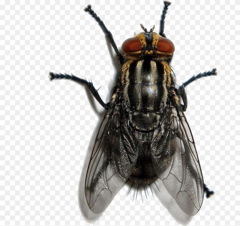 La Mosca De Una Mosca, Animal, Fly, Insect, Invertebrate Free Png