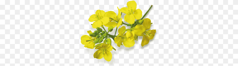 La Moutarderie Edmond Fallot Mustard Seed Flower, Anther, Plant, Food Png Image