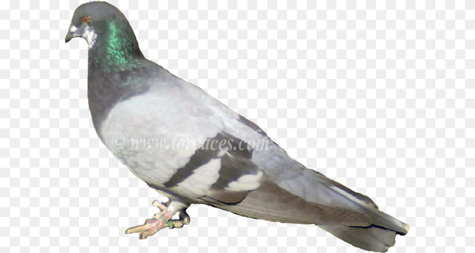 La Paloma Ternano Con Barras Columba Oliviae Paloma Somal, Animal, Bird, Pigeon, Dove Free Transparent Png