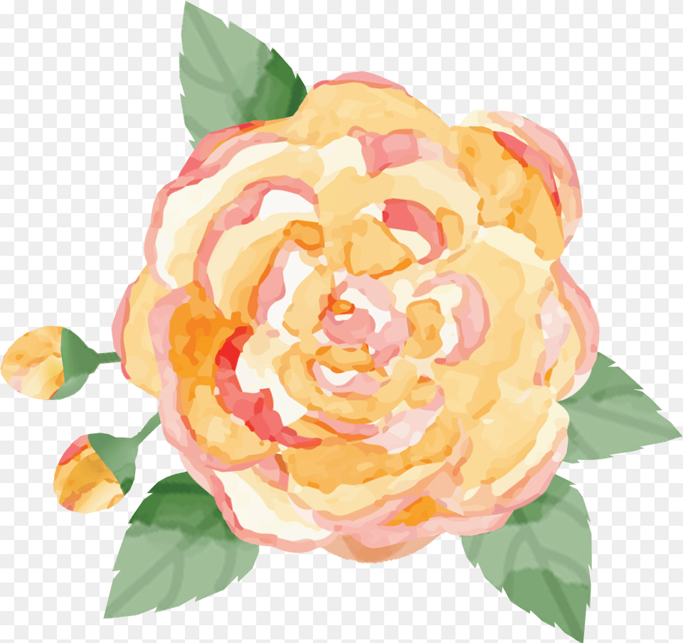 La Petite Rose Bakes Garden Roses, Flower, Plant, Dahlia, Carnation Png Image