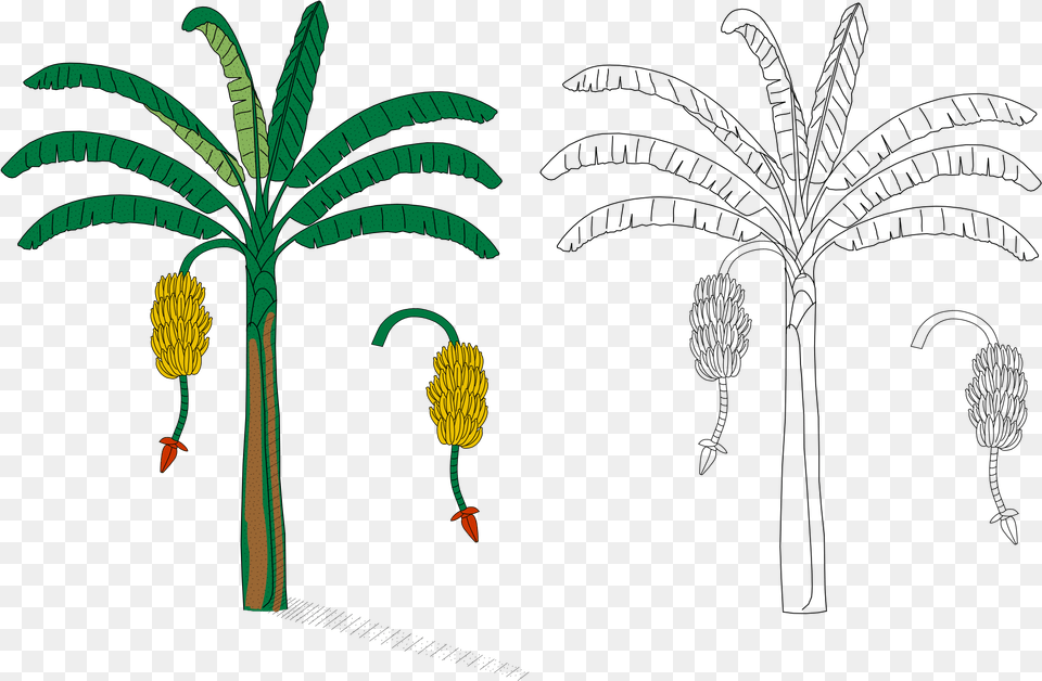 La Planta De Cambur Download Banana Heraldry, Plant, Flower Free Transparent Png