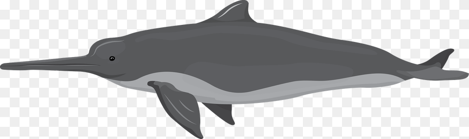 La Plata Dolphin Clipart, Animal, Mammal, Sea Life, Fish Free Png