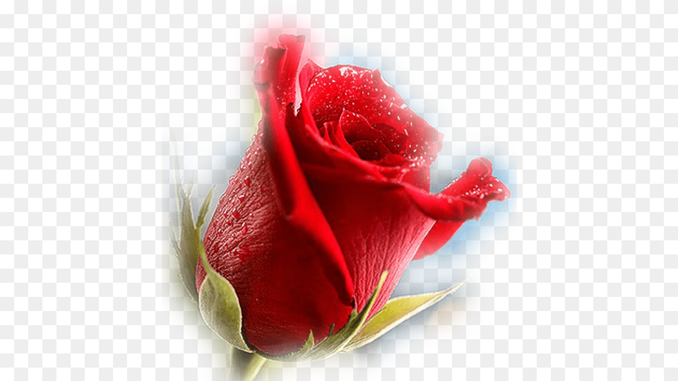 La Rosa Roja Cvetok Na Prozrachnom Fone, Flower, Plant, Rose Free Png Download
