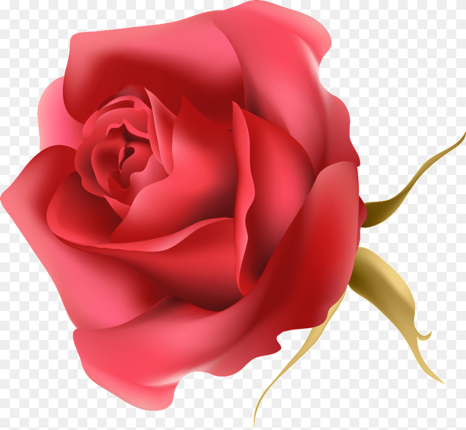 La Rosa Roja Transparente Decorativo Portable Network Graphics, Flower, Plant, Rose Free Png