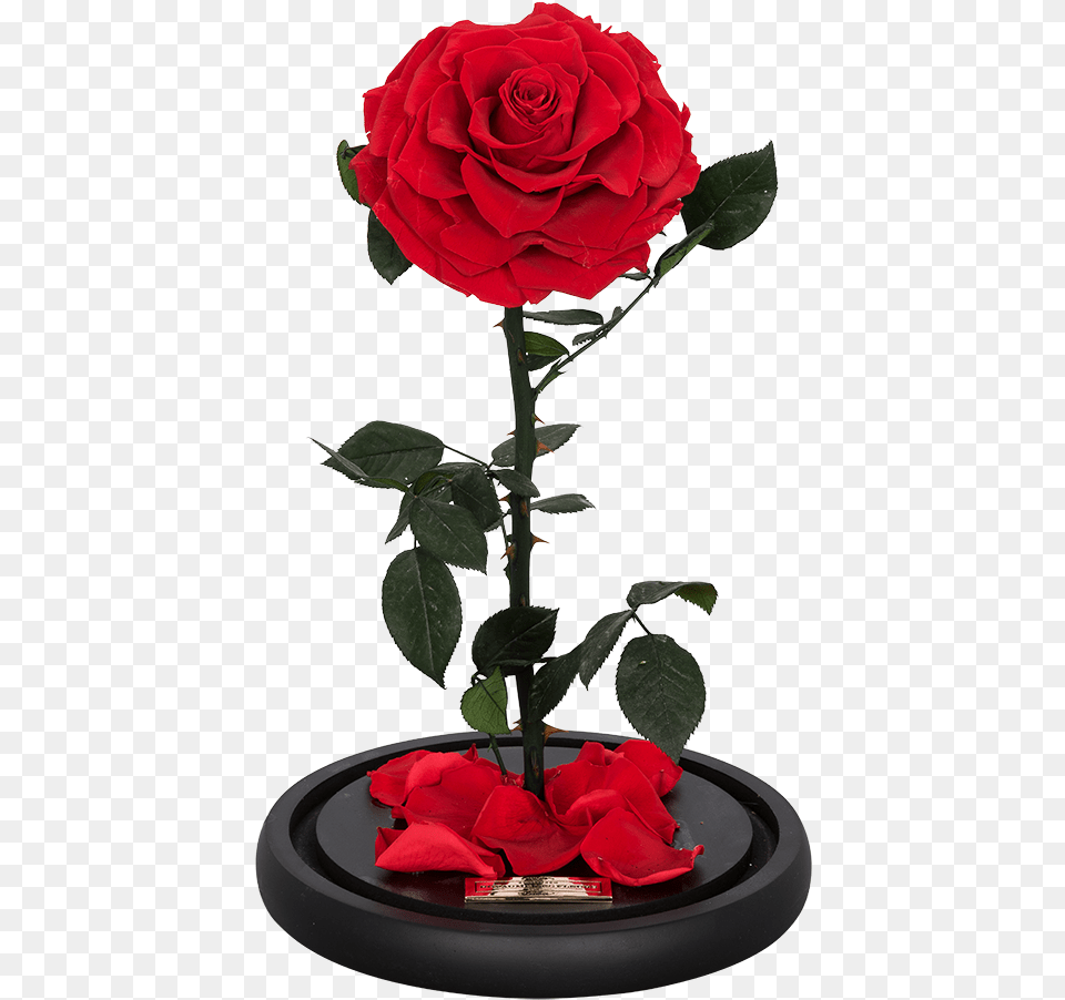 La Rose Single Red, Flower, Flower Arrangement, Plant, Petal Free Png